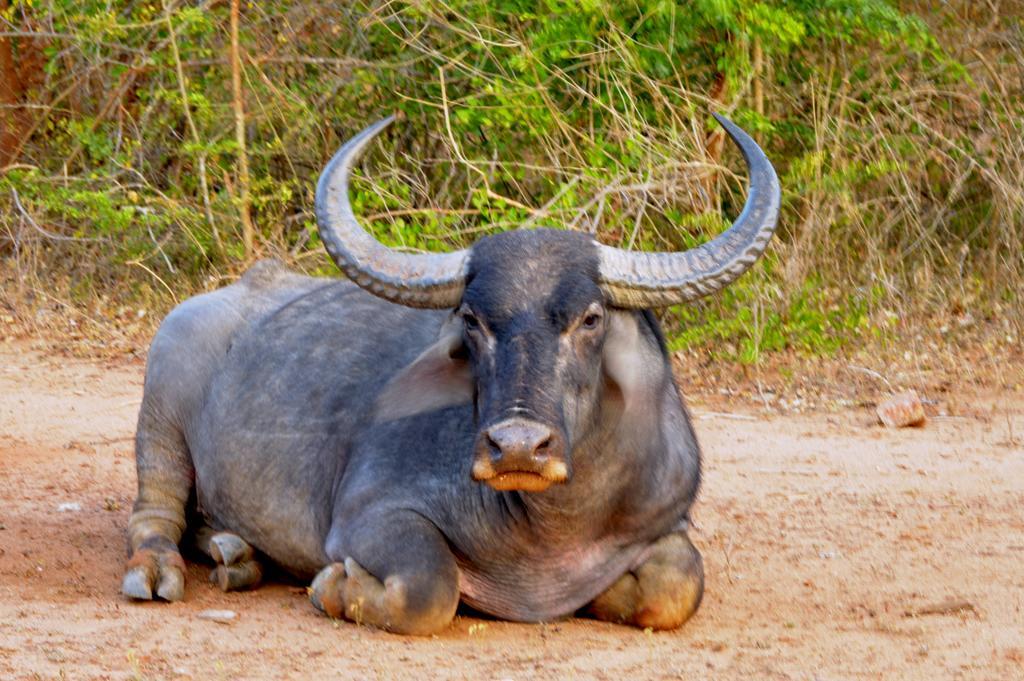 Wild Panthera Yala Tissamaharama Exterior photo
