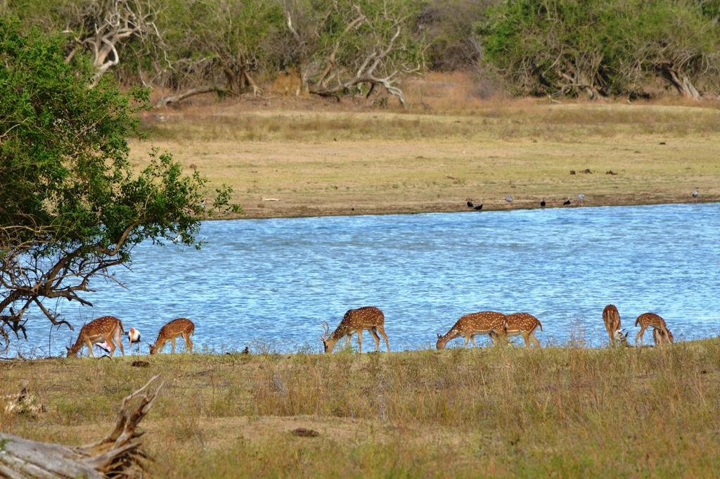 Wild Panthera Yala Tissamaharama Exterior photo