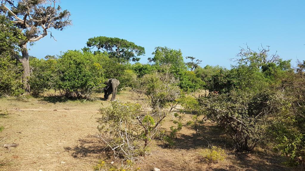 Wild Panthera Yala Tissamaharama Exterior photo